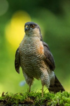 Karvaly