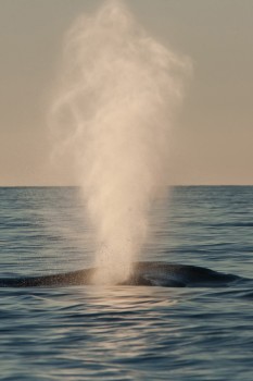 Kipufogó