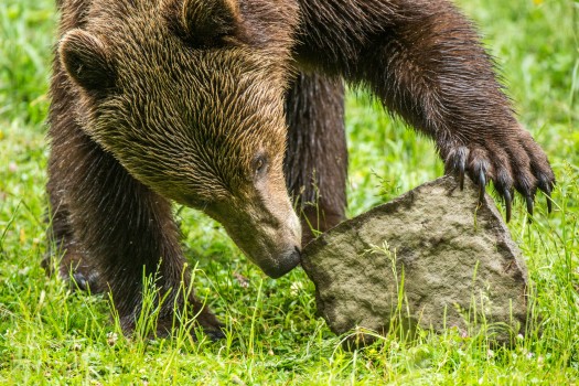 Kukucs