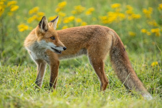 What the fox say? ;-)