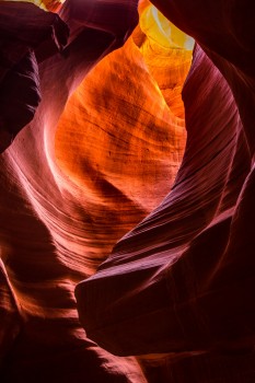 Antelope
