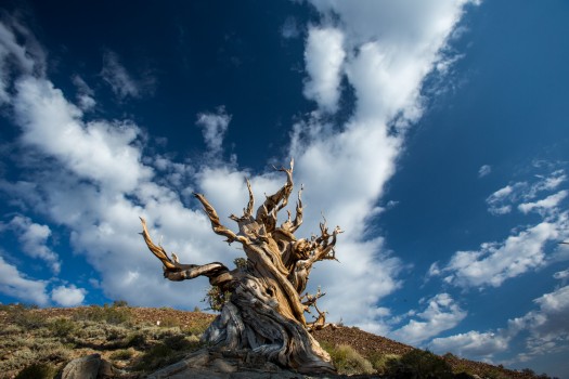 Ancient Pine
