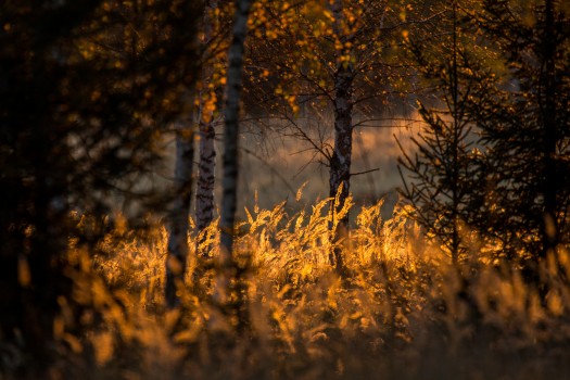 Last rays