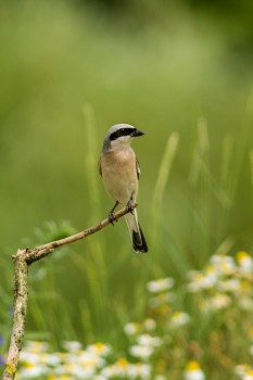 Őrszem