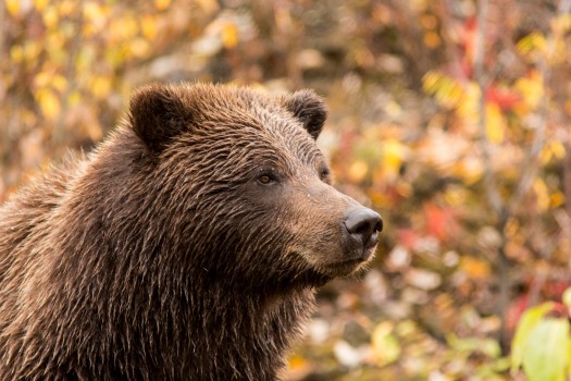Grizzly portré