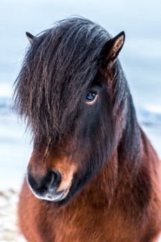 Rockabilly Horse