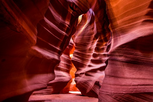 Antelope