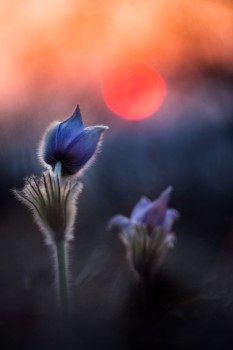 043_sunset ii